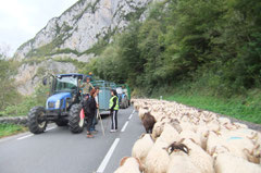 Les bétaillères remontent chercher des vaches.