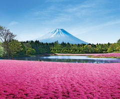 富士芝桜まつりイメージ