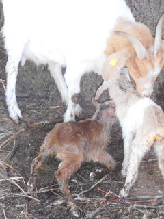 Im Mai 2013 gerade geborene Zwillinge - unser erster Ziegennachwuchs. Our new born goats in May 2013.