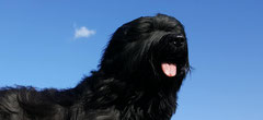 Briard stud dog noire Devin de la Xalia Noire