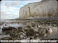 Sortie découverte des falaises de Ault©Découvrons la Baie de Somme