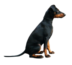 Manchester Terrier Black an Tan, Hund, sitzend, Bild PNG