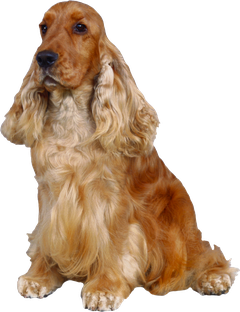 Image animaux detourée transparent sur fond blanc chien cocker spagniel png