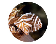 Photo_of_Radial_filefish_juvenile_in_Bali