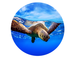 Photo d'une tortue plongeant pendant une plongée à Nusa Penida