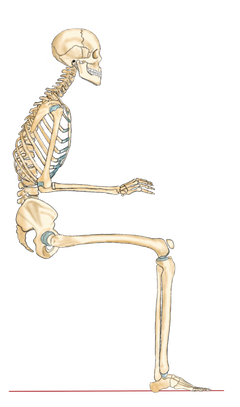 座っているときの骨盤後傾のイメージ　姿勢改善・歩き方改善ラボ【㈱n-position】骨盤コントロール補助器「ニュートラル」開発会社