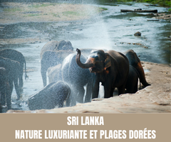 Sri Lanka : Nature luxuriante et plages dorées - Crédit photo : Tous droits réservés