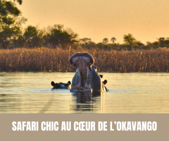 Safari chic au cœur de l’Okavango - Crédit photo : Tous droits réservés.png