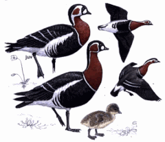 http://www.planetofbirds.com