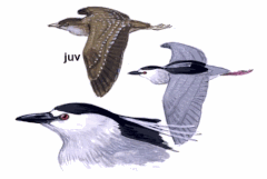 http://www.planetofbirds.com