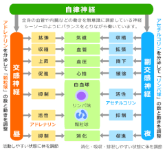 http://tansansen-navi.com/meneki/vol3.htmlからお借りしました