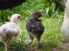 Zwei pralle Küken aus Naturbrut, neben Glucke