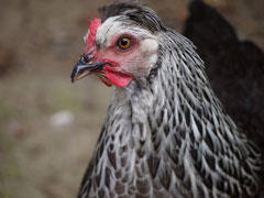 Naturbruthenne vom 8.1.15 hat im Juli bereits selbst gebrütet.