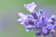 Lavendel