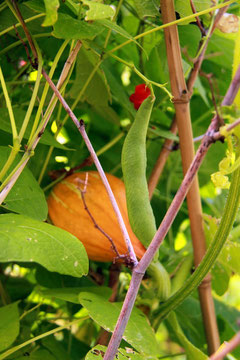 vivant,manger cru,minéraux,enzymes,vitaminesdigestion