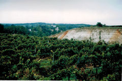 Vineyard of the Domaine Pautier