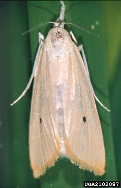 Cucat de l'arròs (Chilo suppresallis). Autor: International Rice Research Institute Archive, Bugwood.org