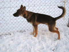 Banshu (Schäferhund-Mix)