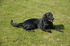 Lina (Labrador-Mix)