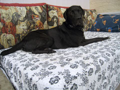 Kosmo (Labrador-Mix)