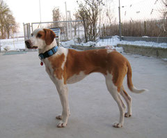 Glika (Pointer-Mix)