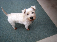 Orion (West Highland White Terrier)