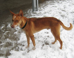 Sadiki (Dingo)