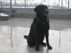 Lucky ( Labrador )