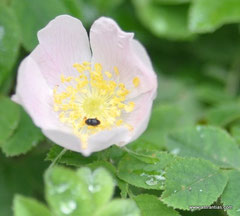 Rosa micrantha - Kleinblütige Rose - Rosier à petites fleures - Rosa balsamina minore - Wildrosen - Wildsträucher - Heckensträucher - Artenvielfalt - Ökologie - Biodiversität - Wildrose