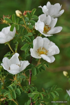 Rosa spinosissima-Rosa pimpinellifolia-Bibernell-Rose-Felsen-Rose - Dünen-Rose - Stachelige Rose - Rosierà feuilles de boucages - Rosa di macchia - Wildrosen - Wildsträucher-Heckensträucher-Wildrose