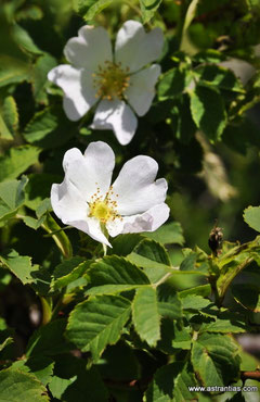 abietina, Tannen-Rose, Rosier-des-sapins, Rosa-degli-abeti, Wildrosen, Wildsträucher, Heckensträucher, Artenvielfalt, Ökologie, Biodiversität, Wildrose