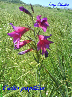 Orchis papillon