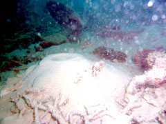 2010年7月、川平湾の海底。透明度はほとんどゼロで、堆積した赤土の中には穴じゃこが生きていたものの、それ以外は珊瑚の死体と奇形のクサビライシサンゴが存在しているのみだった。(写真撮影=辻維周)