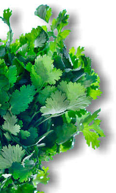 Coriander leaves