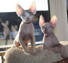 Nacktkatze Sphynx