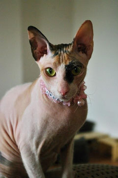 Nacktkatze Sphynx