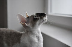 Danke an PurrfectWonder Peterbald Cattery