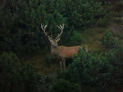 Hirsch im September