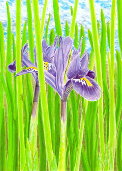 Acrylic painting of blue iris with clouds - "Iris"