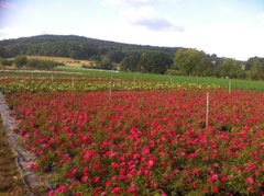 production en pepinieres en conteneur - Desprat - aquitaine - 47