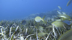 Hojas verdes de Posidonia oceánica.        Imagen cedida por J.M. Gómez Pacheco