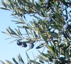 Olive mature di cultivar Roggianese