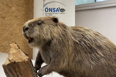 Foto: ÖNSA/M. Neßmann