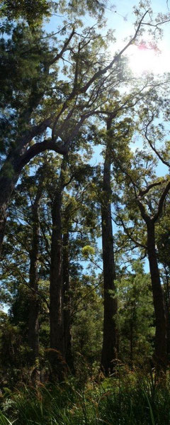 Eucalyptus géants