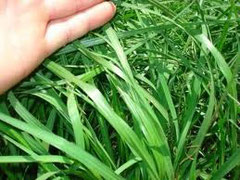 bahia grass