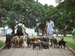 Folie des chiens a Buenos Aires
