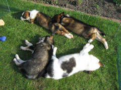 Dogscooting, Alaskan Husky, Kira, Toback, Tayler und Sitka