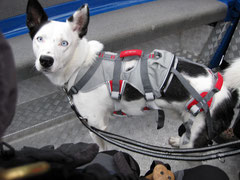 Toback mit dem DoubleBack™ Harness; Foto: Fuchs