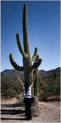 Roadtrip USA, Arizona, Tucson, Sonora Desert, Saguaro, Saguaro National Park 