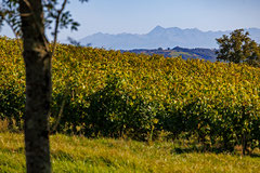 Vigne Taron, IGP Comté Tolosan (Vic-Bilh) - Tourisme Coteaux Béarn Madiran © Pascal Le Doaré Studio 764